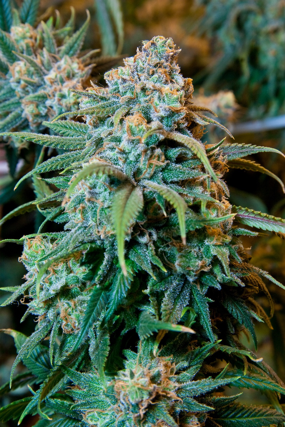 finding weed in georgia with atlanta weed club